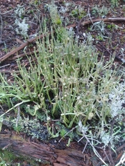 Cladonia maxima