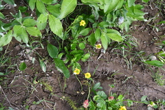 Ranunculus sulphureus