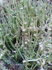 Cladonia maxima