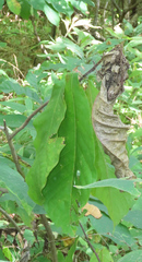 Omphalocera munroei