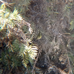 Spinus barbatus