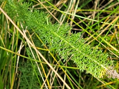 Achillea millefolium borealis