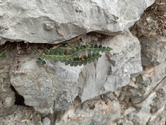 Asplenium ceterach