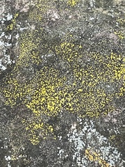 Candelariaceae