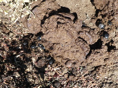 Scarabaeus laticollis