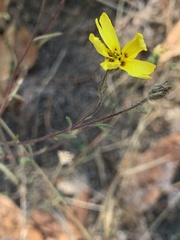 Madia elegans