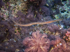 Syngnathus typhle