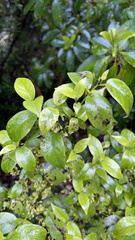 Geniostoma ligustrifolium