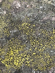 Candelariaceae