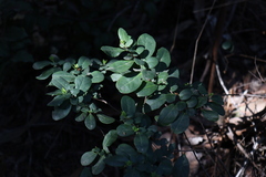 Azara integrifolia