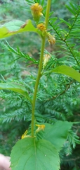 Solidago macrophylla