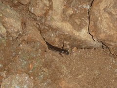 Speleomantes supramontis