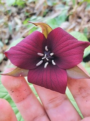 Trillium sulcatum