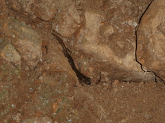 Speleomantes supramontis