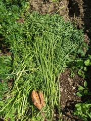 Daucus carota sativus