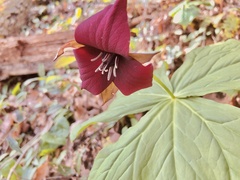 Trillium sulcatum