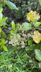 Brachyglottis repanda