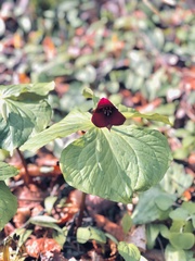 Trillium sulcatum