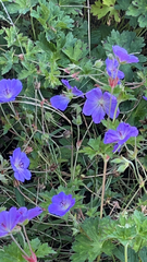 Geranium pratense