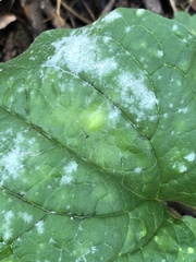 Golovinomyces sordidus