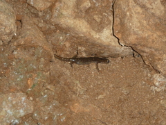 Speleomantes supramontis