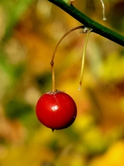 Asparagus officinalis