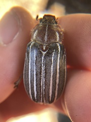 Polyphylla