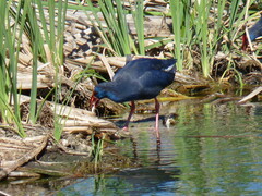 Porphyrio porphyrio