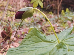 Trillium sulcatum