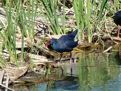 Porphyrio porphyrio