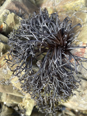 Psilophycus alveatus