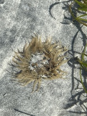 Anthopleura artemisia