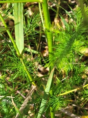 Asparagus officinalis