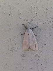 Phaegopterina