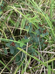 Hypericum virginicum