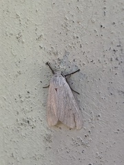 Phaegopterina