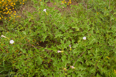Datura quercifolia