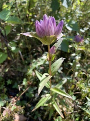 Gentiana rubricaulis