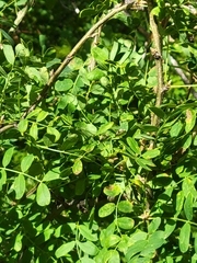 Caragana arborescens