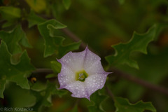 Datura quercifolia