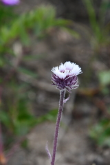 Erigeron eriocalyx