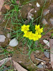 Moraea fugacissima