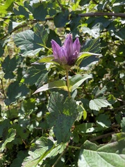 Gentiana rubricaulis