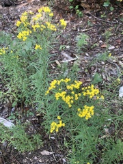 Euthamia caroliniana