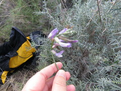 Astragalus hispanicus
