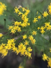 Euthamia caroliniana