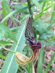 Aristolochia