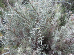 Astragalus hispanicus