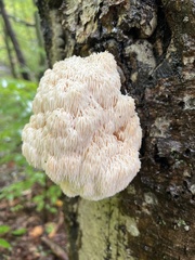Hericium americanum