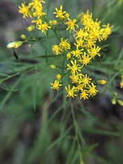 Euthamia caroliniana